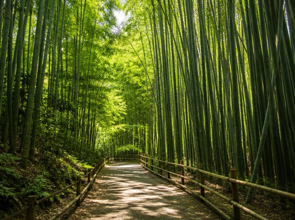 Bamboo Path